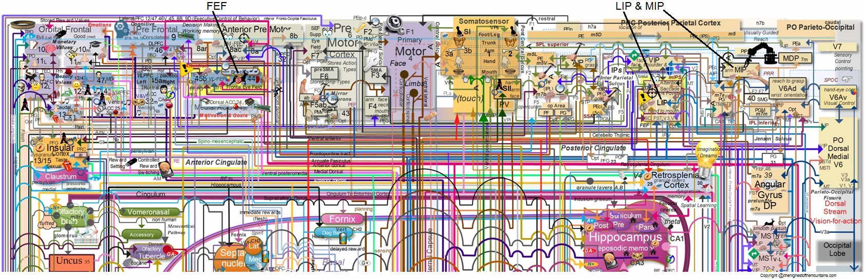 brain map